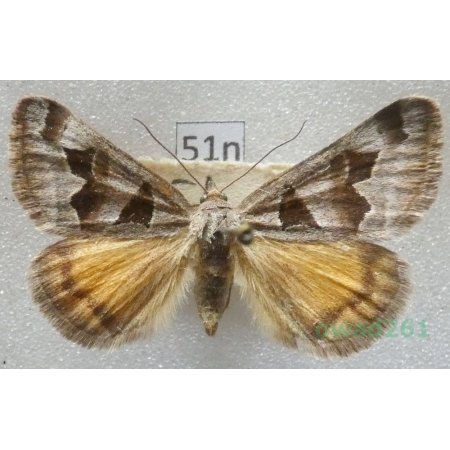 Euclidia triquetra (Denis & Schiffermüller, 1775) Slovakia51n